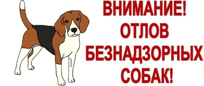ОБЪЯВЛЕНИЕ ОБ ОТЛОВЕ БЕЗНАДЗОРНЫХ ЖИВОТНЫХ 