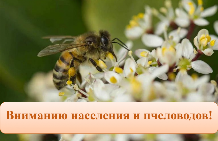Вниманию населения и пчеловодов