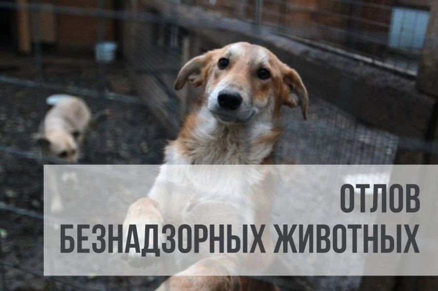 ОБЪЯВЛЕНИЕ ОБ ОТЛОВЕ БЕЗНАДЗОРНЫХ ЖИВОТНЫХ 