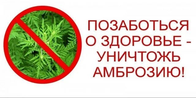 Амброзия — опасный карантинный сорняк, вызывающий сильные аллергические реакции и портящий почву.