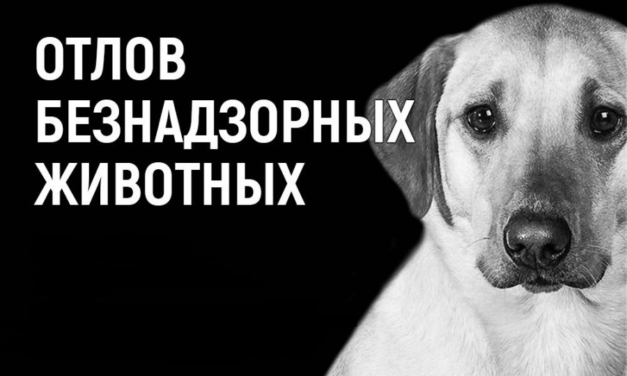 ОБЪЯВЛЕНИЕ ОБ ОТЛОВЕ БЕЗНАДЗОРНЫХ ЖИВОТНЫХ ОБЪЯВЛЕНИЕ ОБ ОТЛОВЕ БЕЗНАДЗОРНЫХ ЖИВОТНЫХ