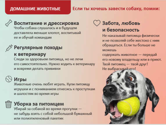 Если ты хочешь завести собаку, помни!