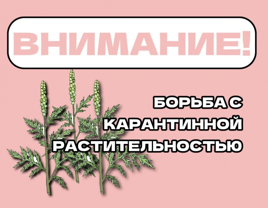Стоп, амброзия! Администрация Староминского района напоминает о мерах борьбы с опасным сорняком.